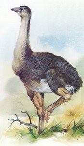 Moa, Dinornis Maximus, da Nova Zelândia, extinta em cerca de 1850